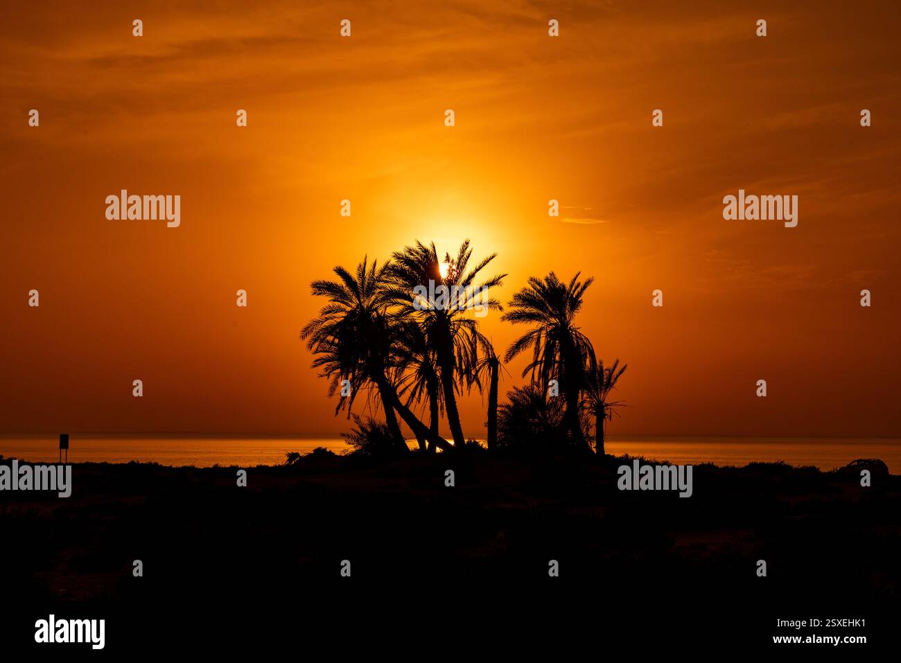 Umm Bab Beach - Palm Tree Beach Doha Qatar 24-02-2025 Foto Stock
