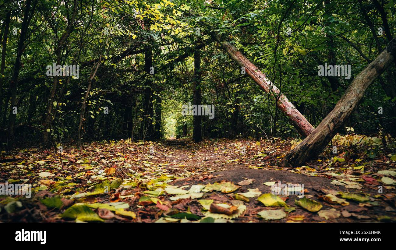 Una foresta autunnale con un albero caduto in primo piano. Le vivaci sfumature di giallo, rosso e verde creano un'atmosfera tranquilla e naturale Foto Stock