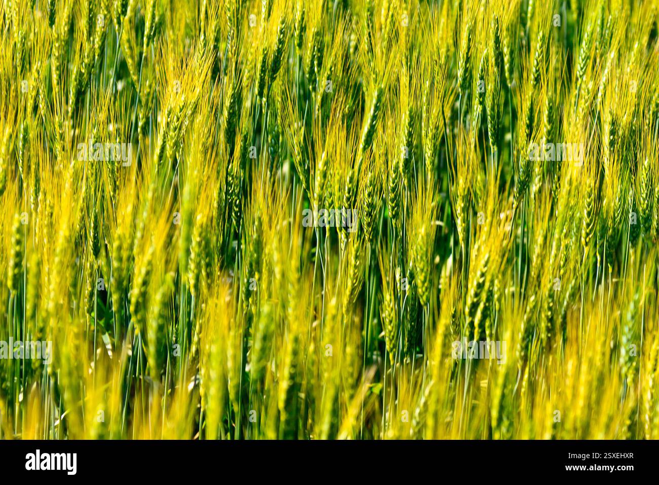 Campo di erba verde alta con qualche fiore giallo in primo piano. L'erba è lussureggiante e vivace, creando un senso di abbondanza e crescita Foto Stock