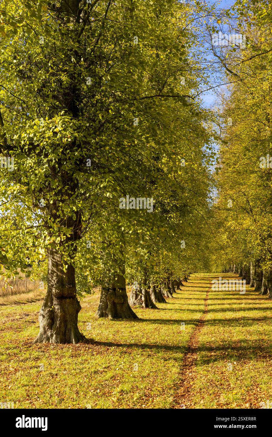 Clumber Park Nottinghamshire Lime Tree avenue autunno Clumber Park Nottinghamshire Inghilterra Regno Unito Europa Foto Stock