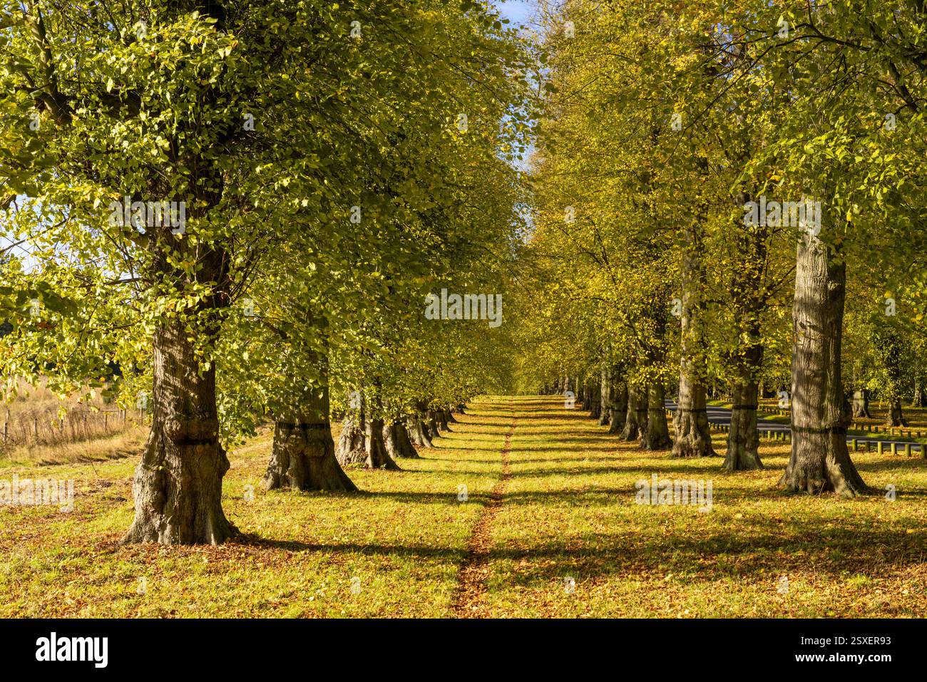 Clumber Park Nottinghamshire Lime Tree avenue autunno Clumber Park Nottinghamshire Inghilterra Regno Unito Europa Foto Stock