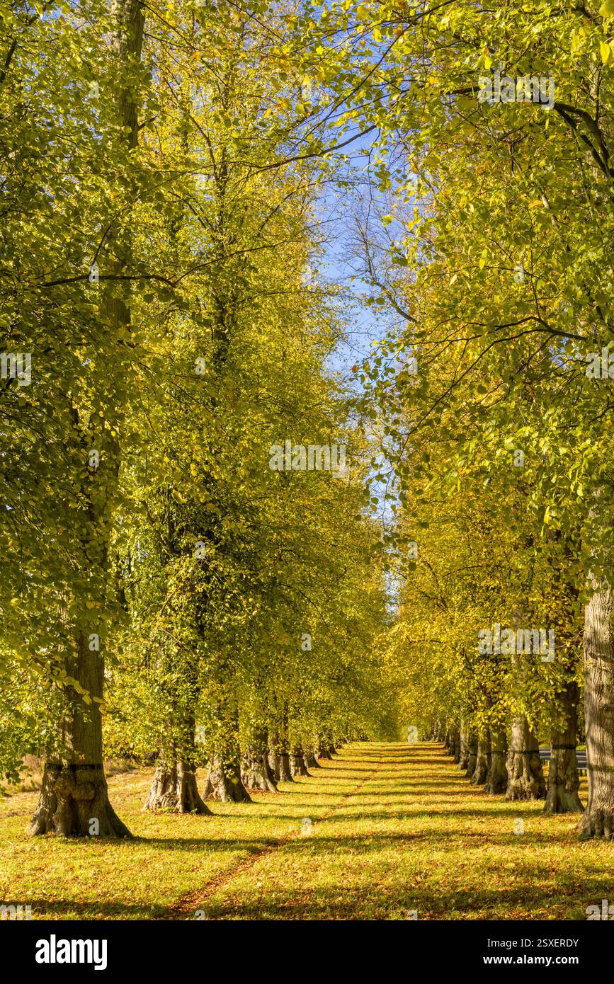 Clumber Park Nottinghamshire Lime Tree avenue autunno Clumber Park Nottinghamshire Inghilterra Regno Unito Europa Foto Stock