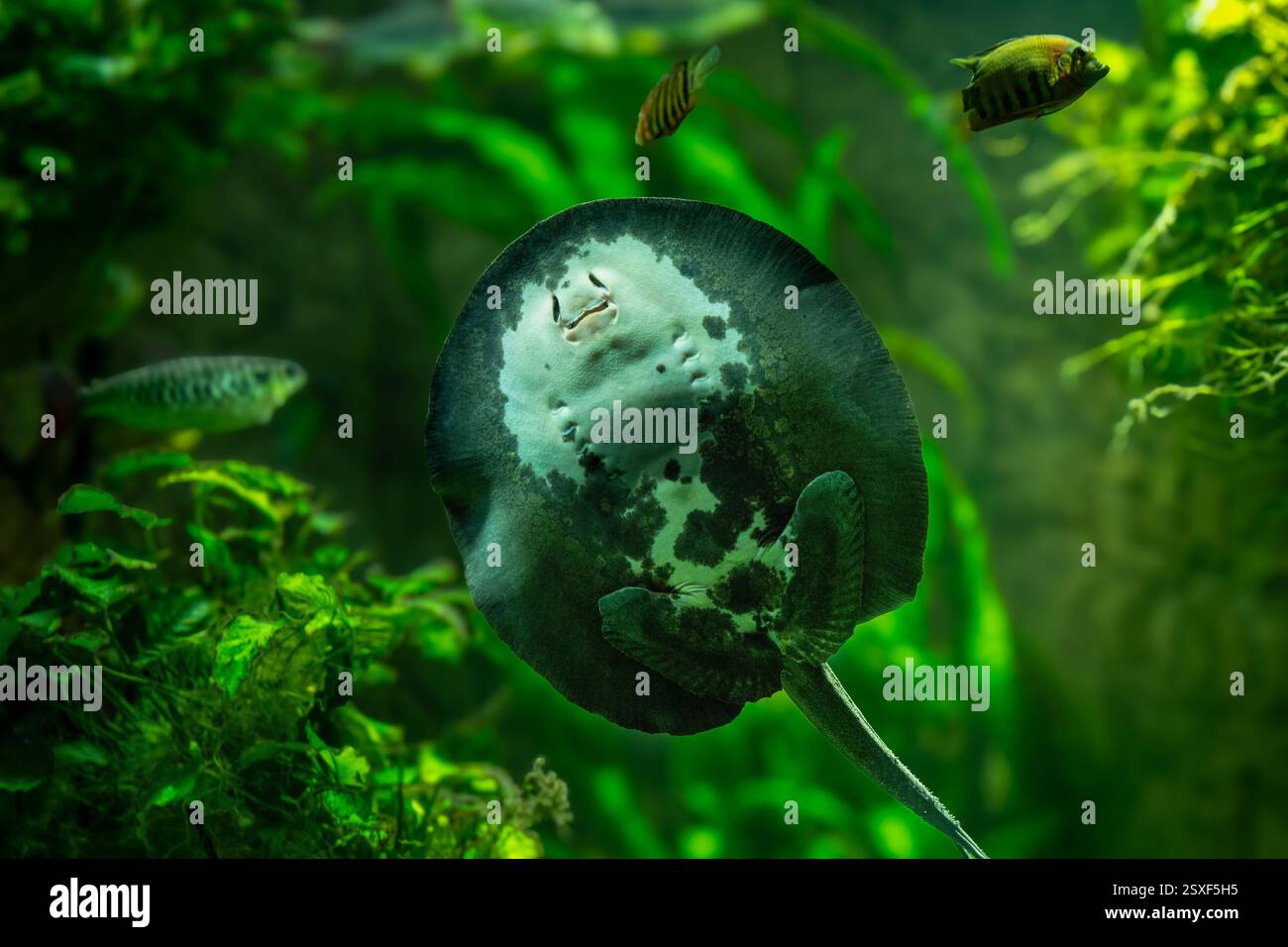Parte inferiore e di fronte alla foce di un fiume Stingray dalla schiena liscia Foto Stock