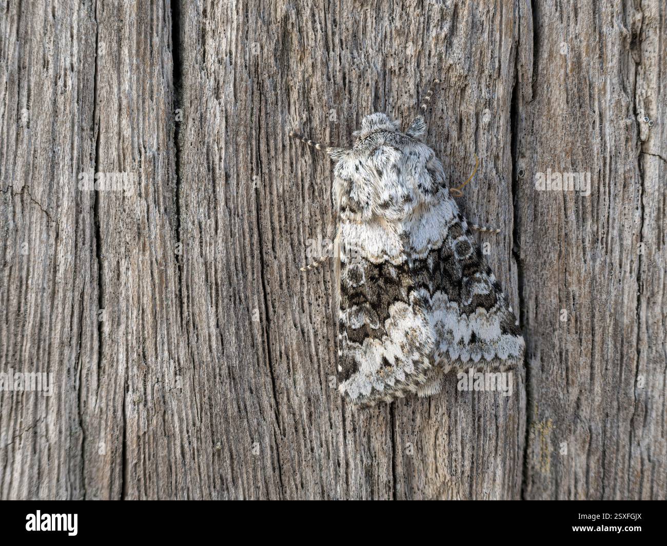 Broad Barred White Moth, Hecatera bicolorata, addobbato su un ceppo groyne Norfolk July Foto Stock