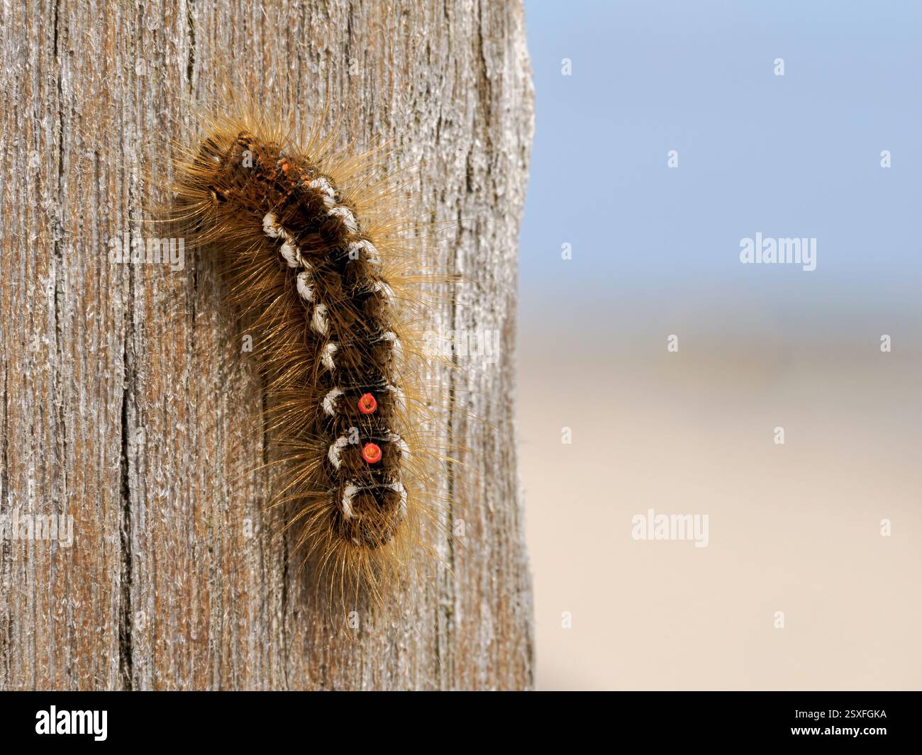 Coda marrone Moth caterpillar, Euproctis chrysorrhoea, caterpillar on groyne stump Norfolk May Foto Stock
