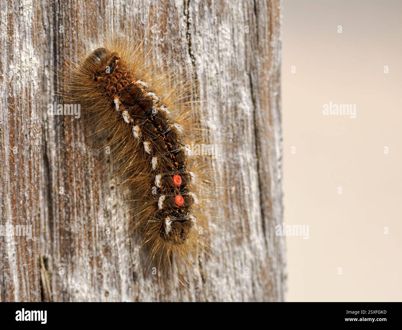 Coda marrone Moth caterpillar, Euproctis chrysorrhoea, caterpillar on groyne stump Norfolk May Foto Stock