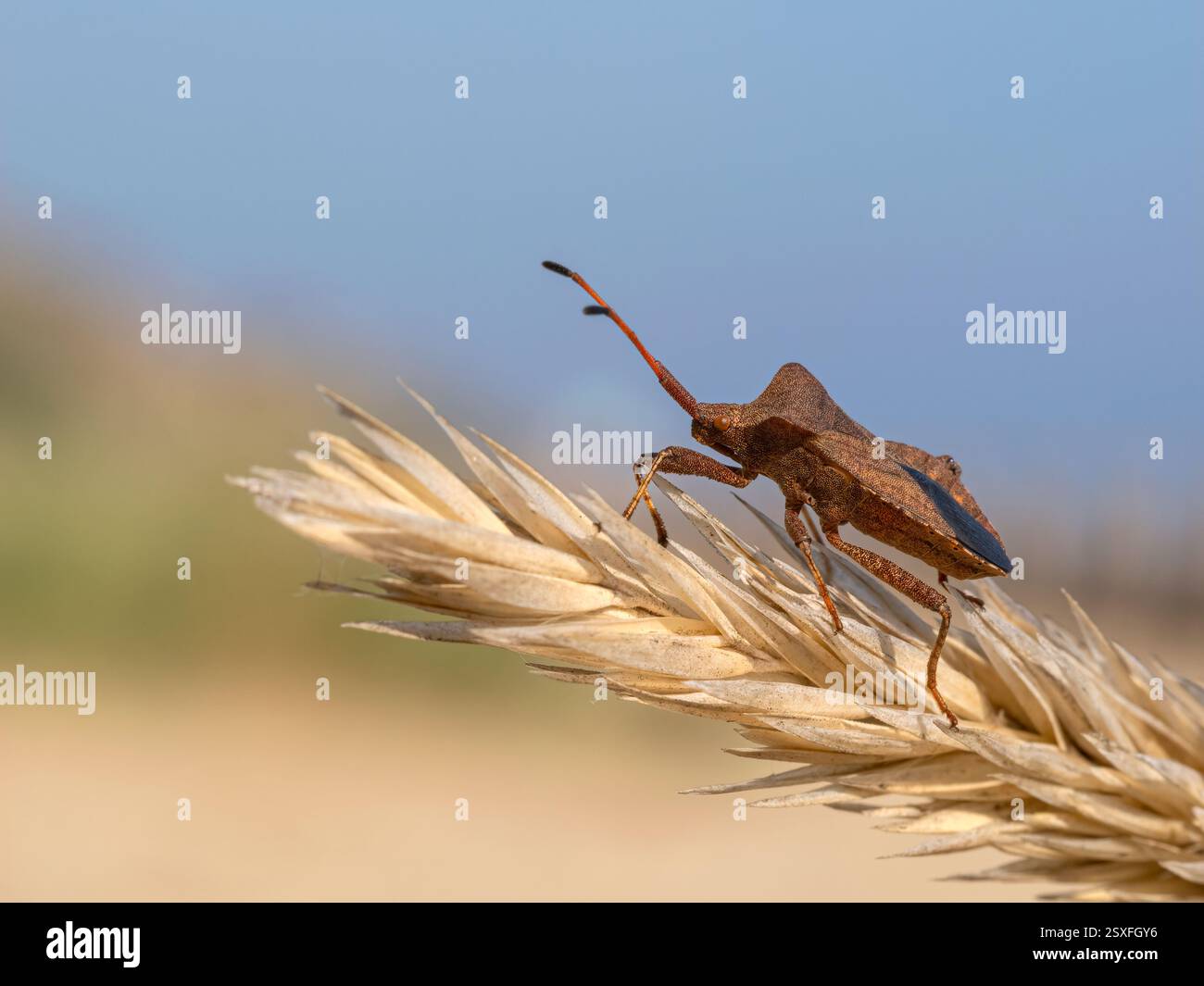 Dock Bug, Coreus marginatus, insetto adulto sulle erbe costiere Norfolk settembre Foto Stock