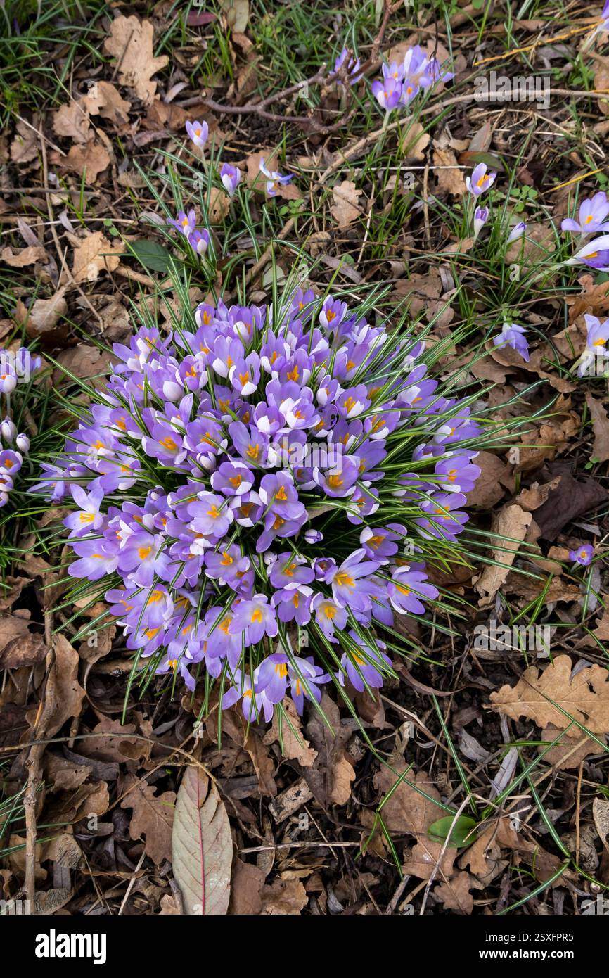I crochi primaverili crescono selvaggi Foto Stock