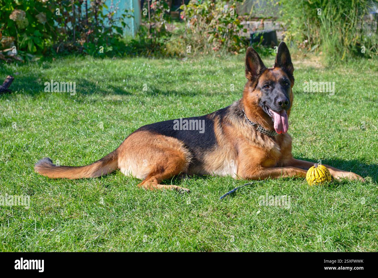 Cane pastore tedesco steso su erba verde Foto Stock