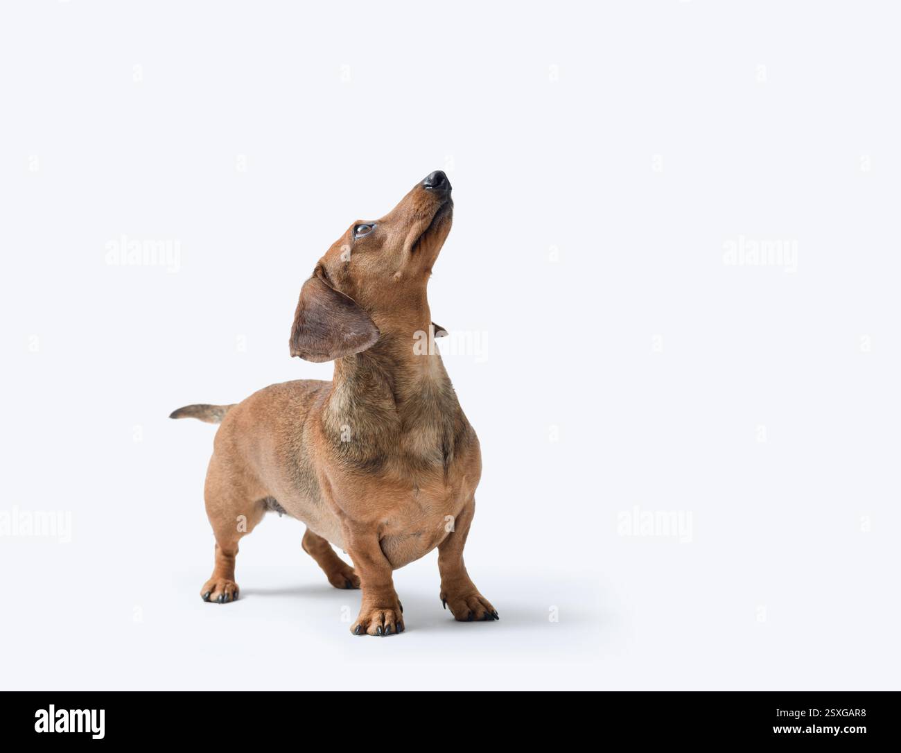 Ritratto di un cane che guarda in alto, razza Dachshund, isolato su sfondo bianco Foto Stock