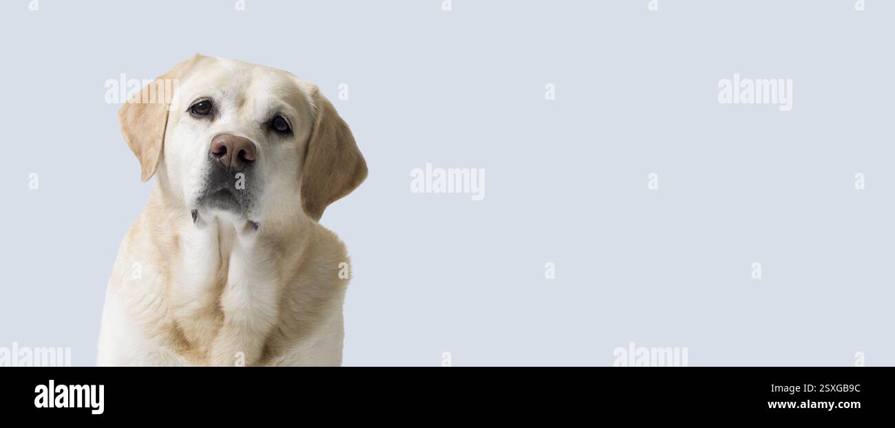 Ritratto di un cane labrador retriever biondo che guarda la fotocamera Foto Stock