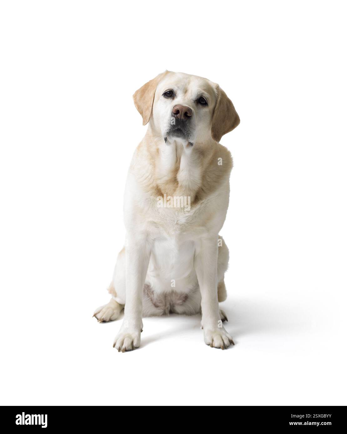 Ritratto di un cane labrador retriever biondo che guarda la fotocamera su sfondo bianco Foto Stock