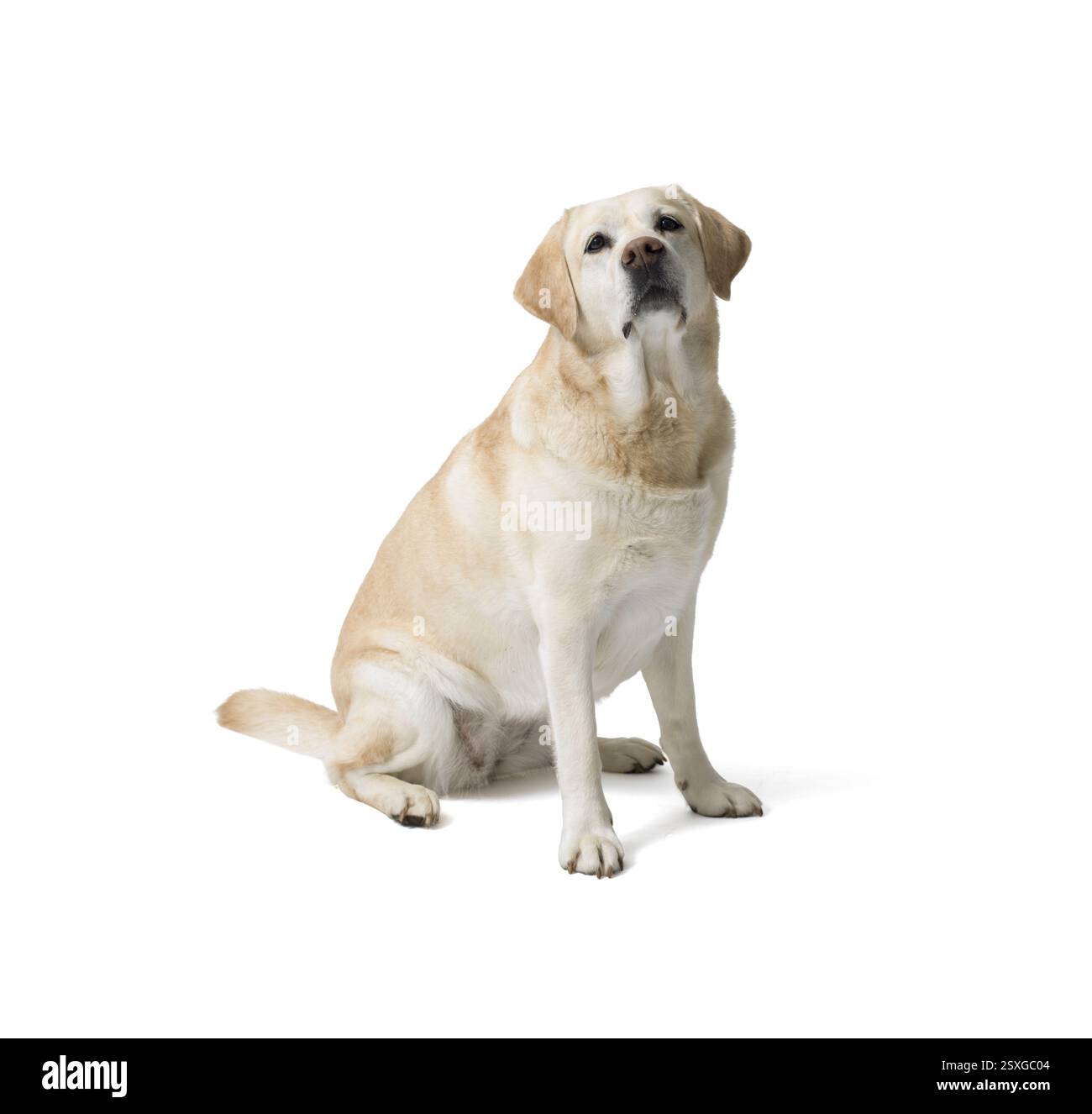 Ritratto di un cane labrador retriever biondo che guarda la fotocamera su sfondo bianco Foto Stock