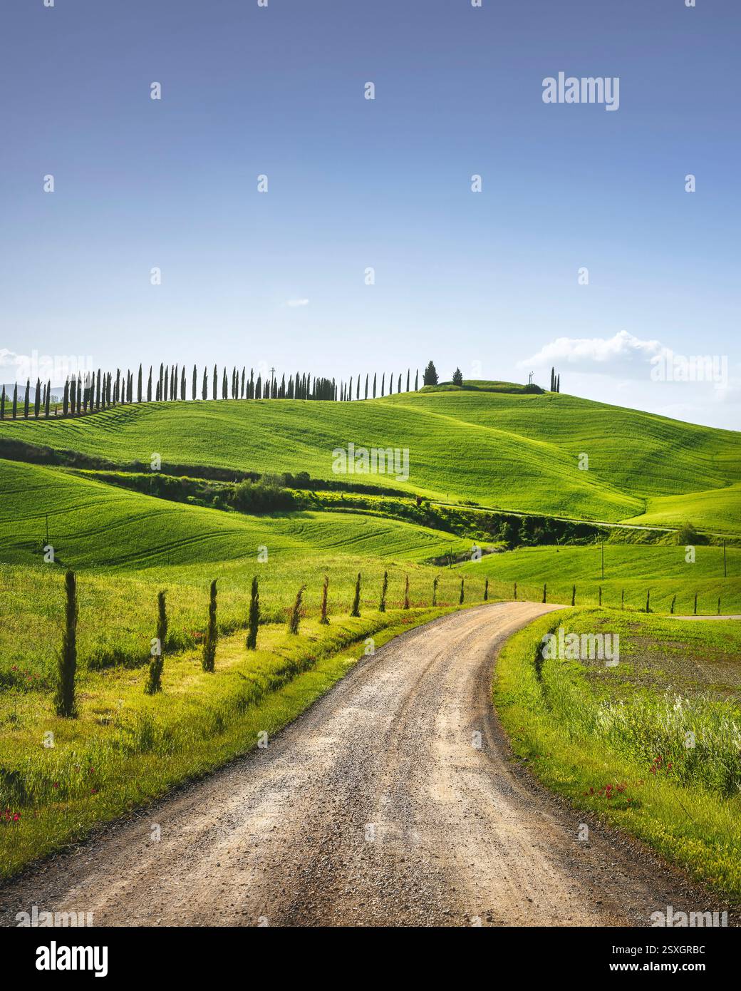 Monteroni d'Arbia, percorso della via Francigena. Strade curve, campi e alberi. Provincia di Siena, regione Toscana, Italia, Europa Foto Stock