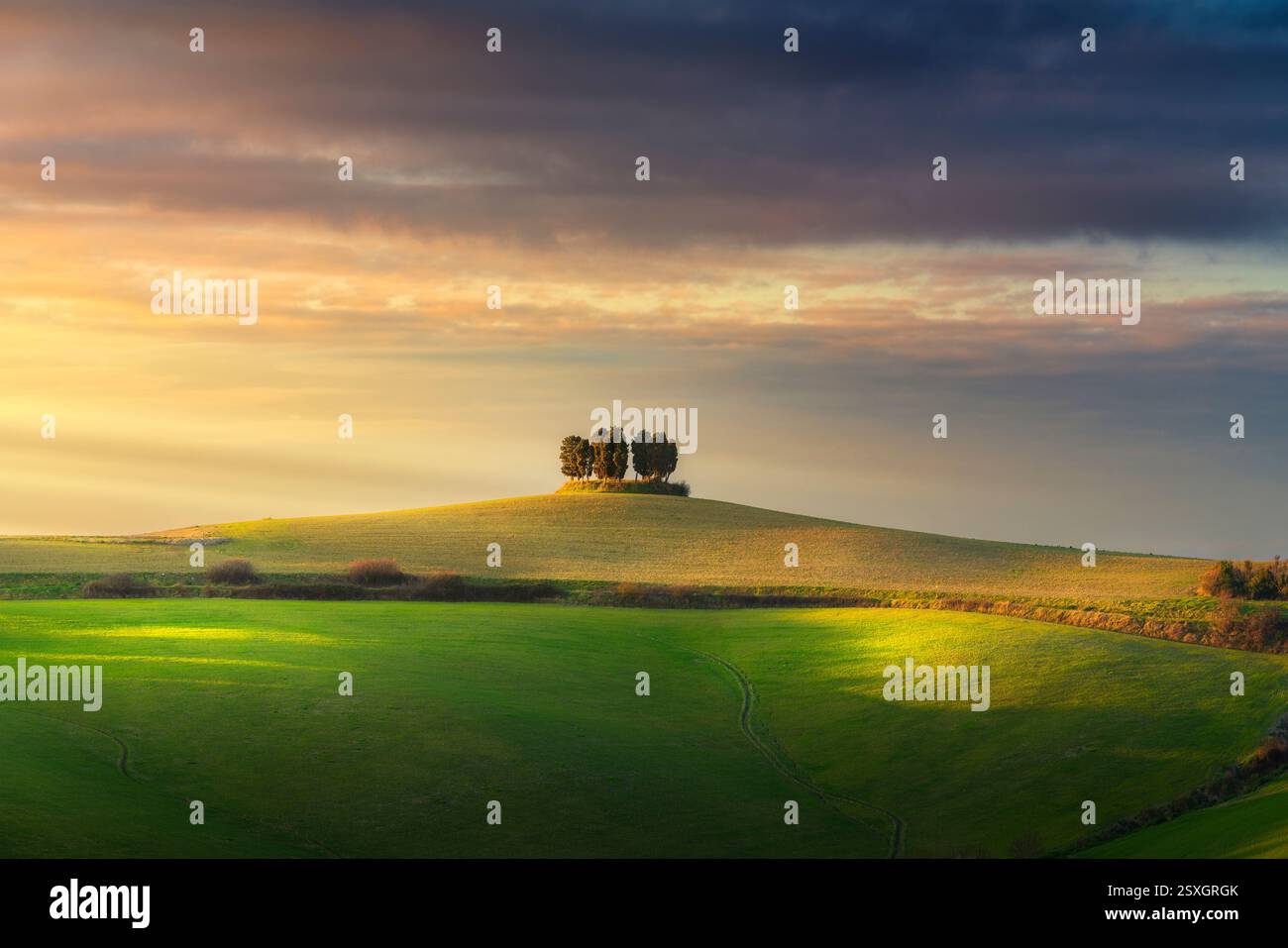 Boschetto di cipressi in cima a una collina al tramonto. Orciano Pisano sulle colline pisane, provincia di Pisa, regione Toscana, Italia Foto Stock