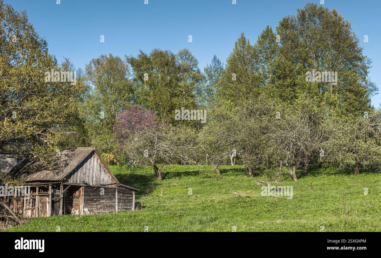 Un tranquillo ambiente di campagna caratterizzato da un rustico fienile in legno tra un lussureggiante frutteto verde e alti alberi, catturando la tranquillità dei paesaggi rurali Foto Stock
