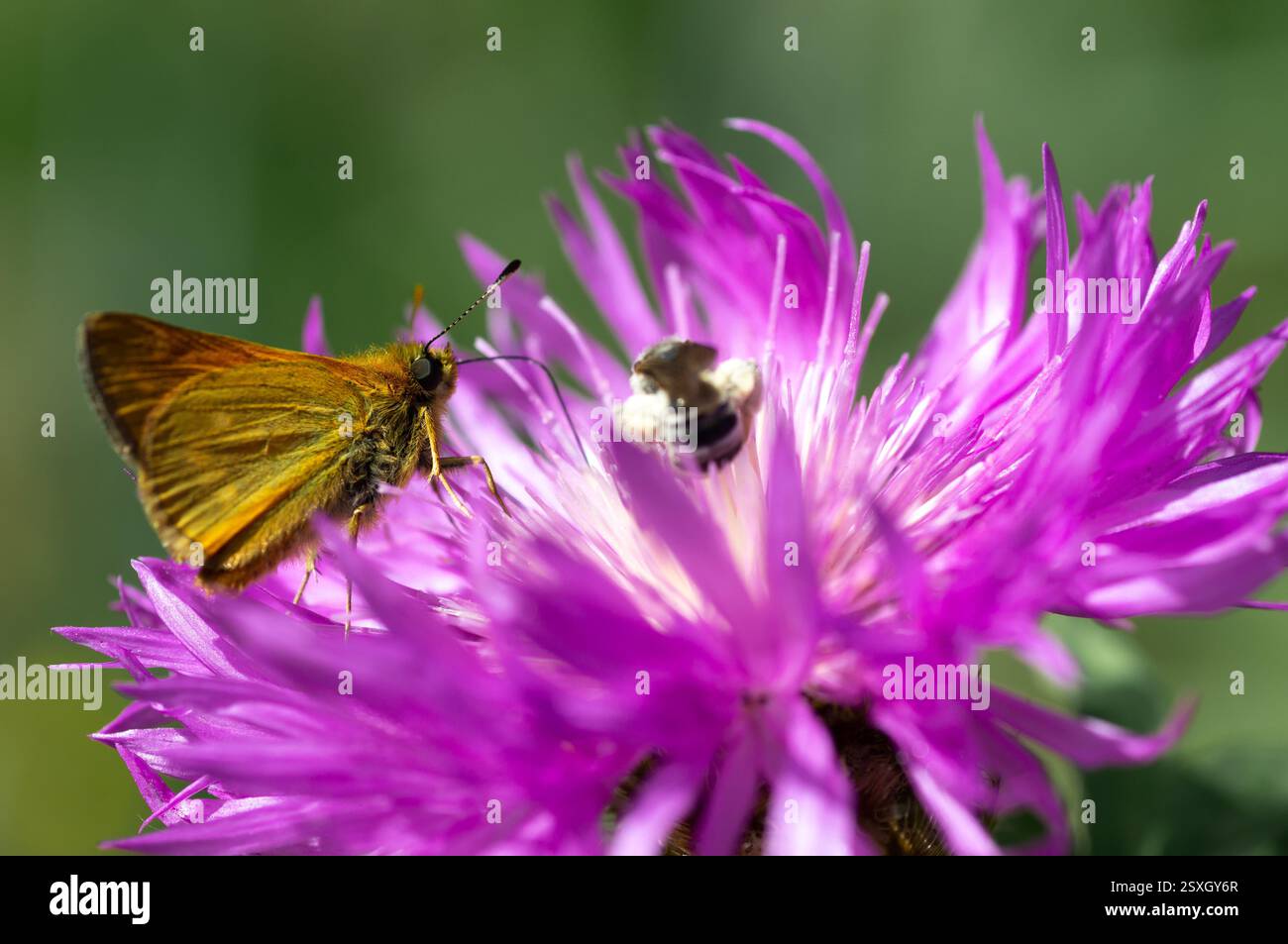 Beato cardo di latte fiori nel campo, primo piano. Silybum marianum rimedio a base di erbe, Cardo mariano di Santa Maria fiorisce Foto Stock