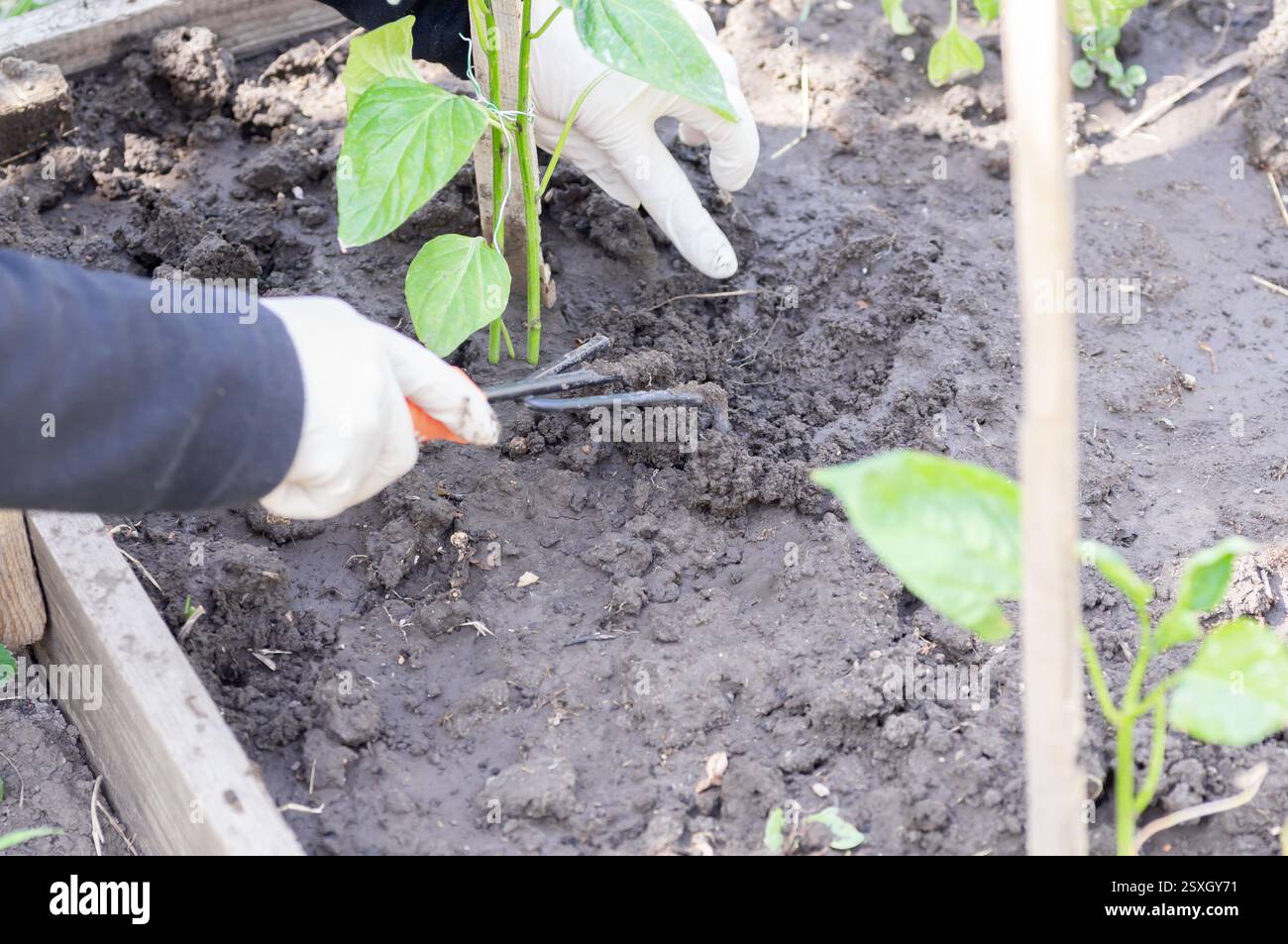 Allentamento del terreno in prossimità di un cespuglio di cetriolo di pomodoro. Concetti di giardinaggio, coltivazione vegetale, giardinaggio vegetale Foto Stock