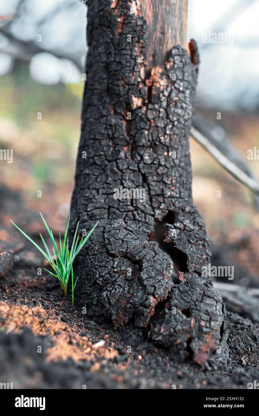 Nuova pianta che cresce vicino all'albero bruciato dopo un incendio nella foresta Foto Stock