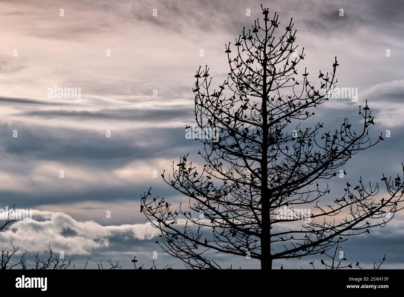 Albero bruciato in piedi contro il cielo nuvoloso dopo un incendio Foto Stock