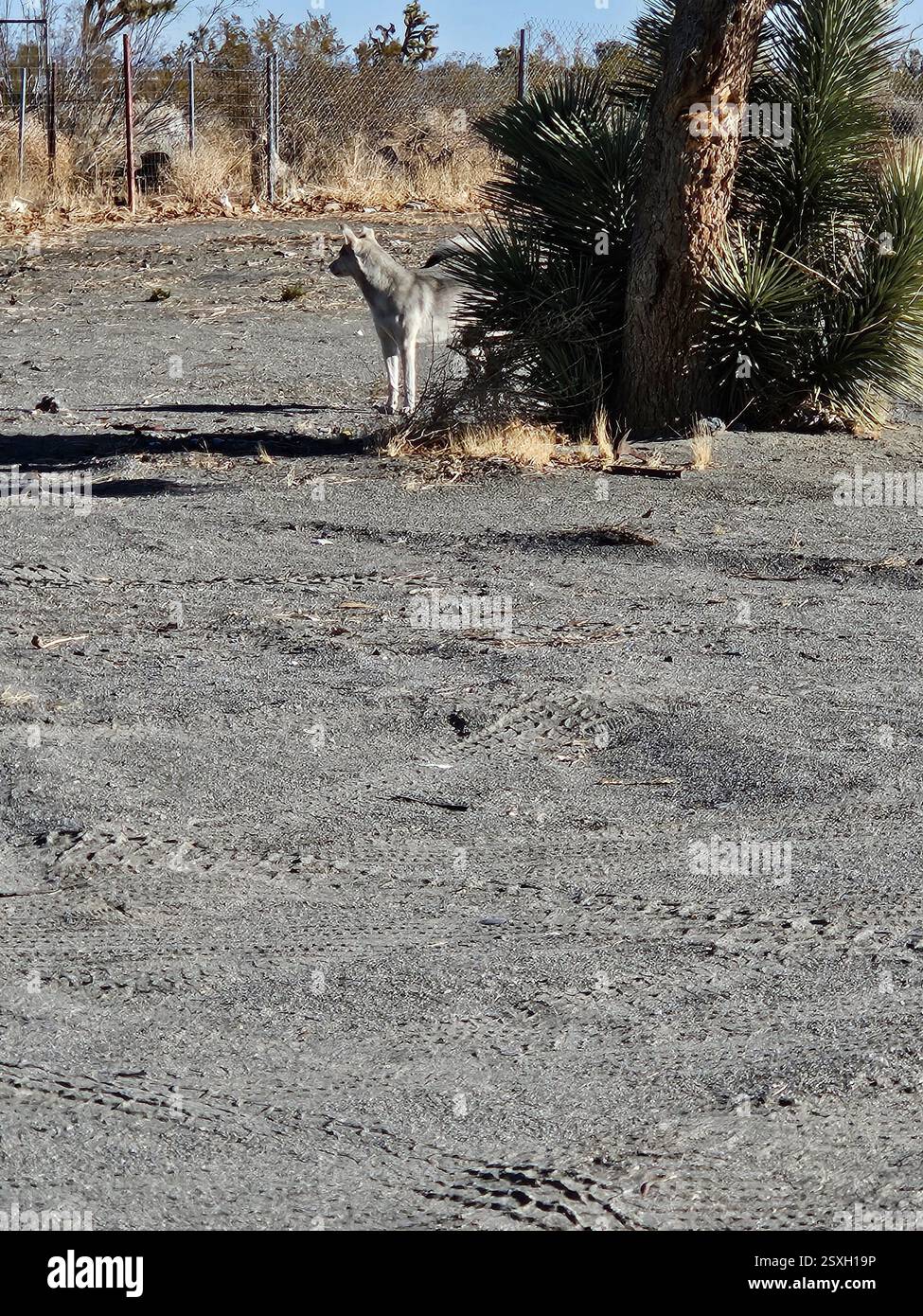 Husky nel deserto - Immagine stock catturata con smartphone