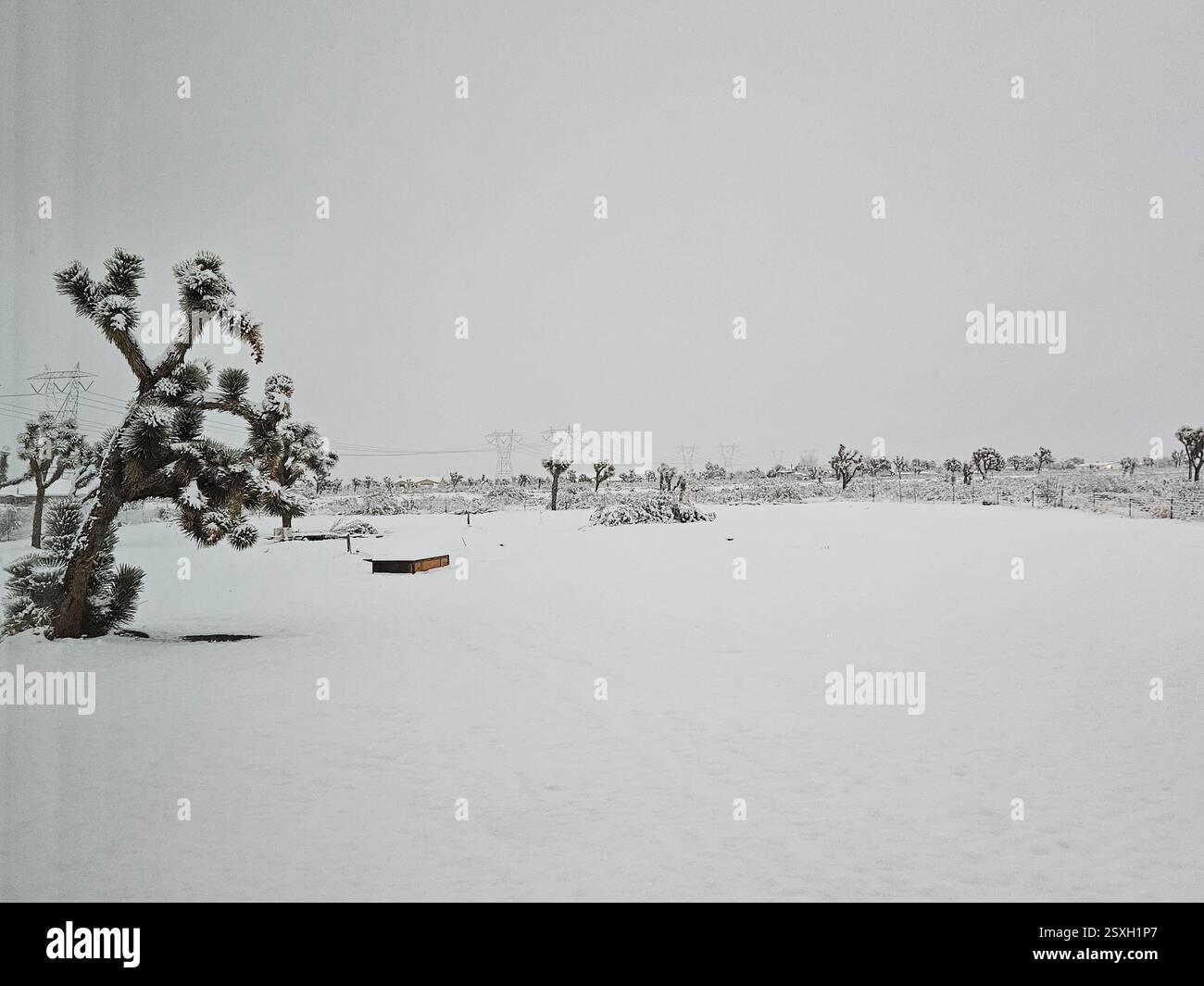Inverno nel deserto - Immagine stock catturata con smartphone