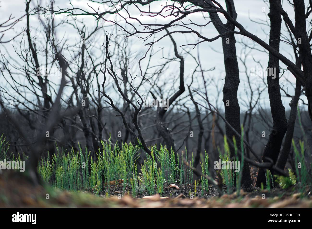 Nuove piante verdi che crescono nella foresta bruciata mostrando speranza e rinascita Foto Stock