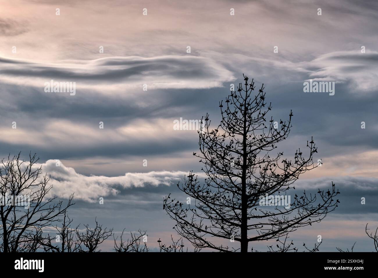 Alberi bruciati che raggiungono il cielo nuvoloso dopo un devastante incendio boschivo Foto Stock