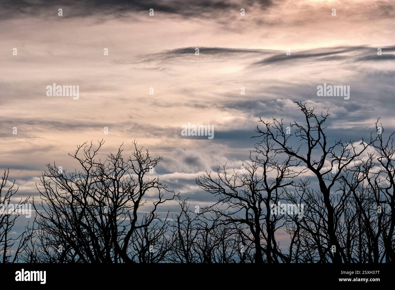 Alberi bruciati che si stagliano contro il cielo nuvoloso al tramonto Foto Stock