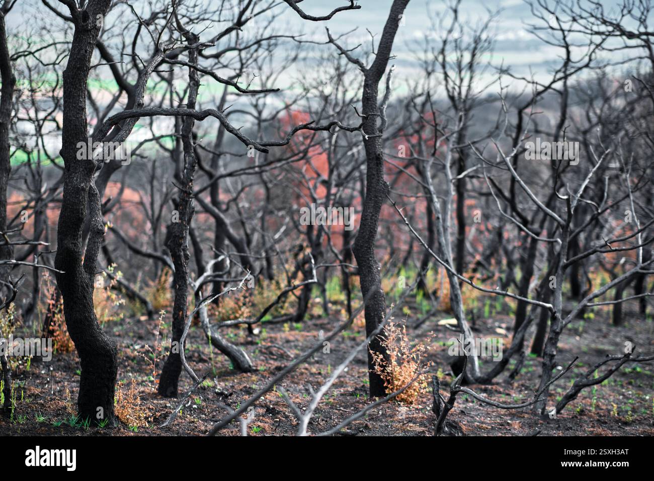 Alberi bruciati e erba che crescono nella foresta dopo un incendio Foto Stock