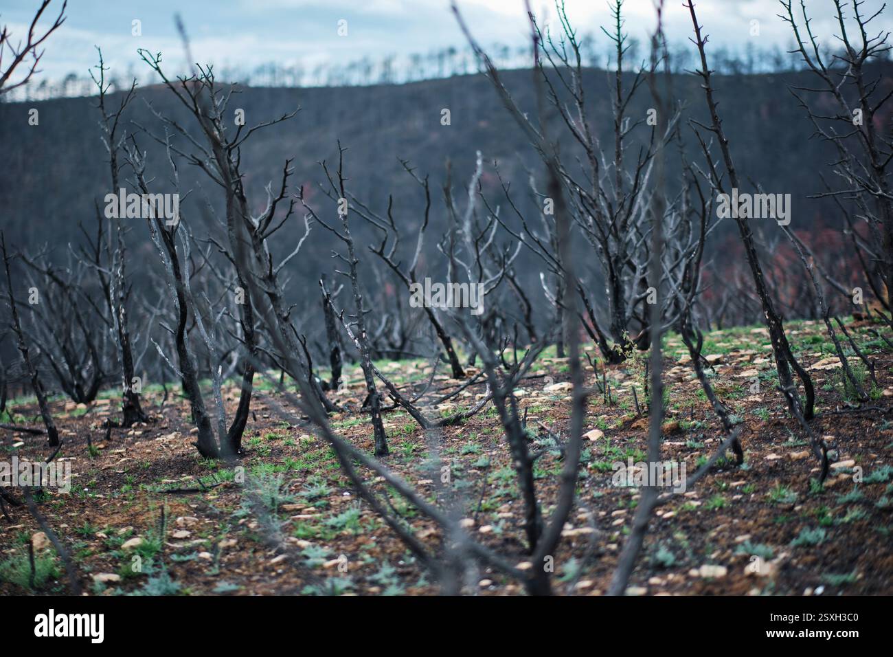 Alberi bruciati e erba che crescono nella foresta dopo un incendio Foto Stock
