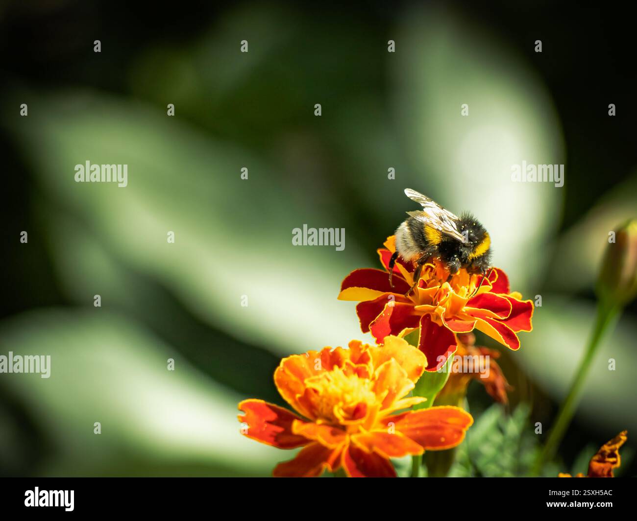 Si vede un bumblebee che raccoglie polline dai fiori di calendula arancioni in un vivace giardino. La lussureggiante vegetazione circostante esalta i colori Foto Stock