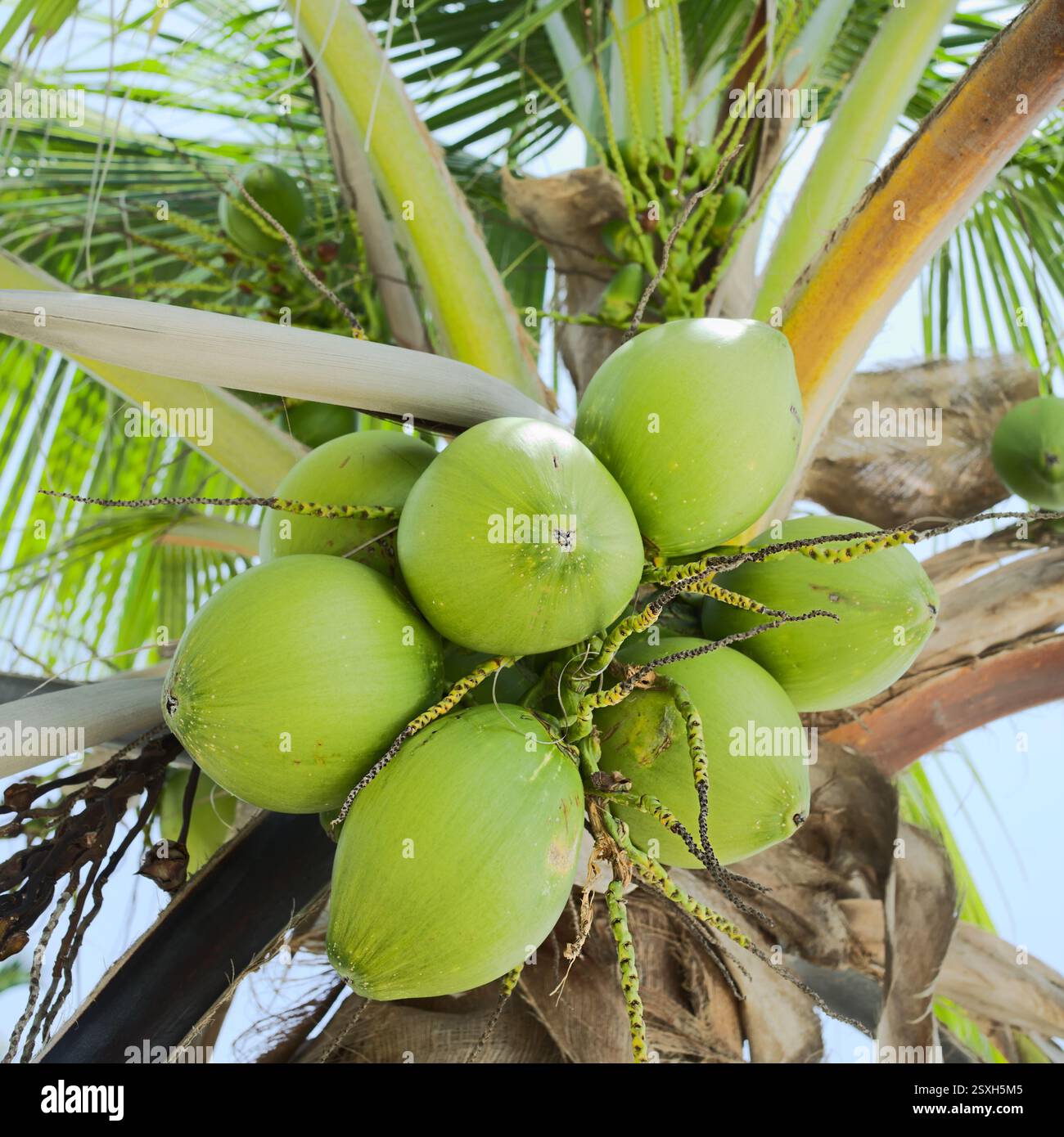 Noci di cocco verdi su palme da cocco (lat. Cocos nucifera) che crescono nelle isole San Blas a Panama (Focus selettivo, Focus sulle noci di cocco) Foto Stock