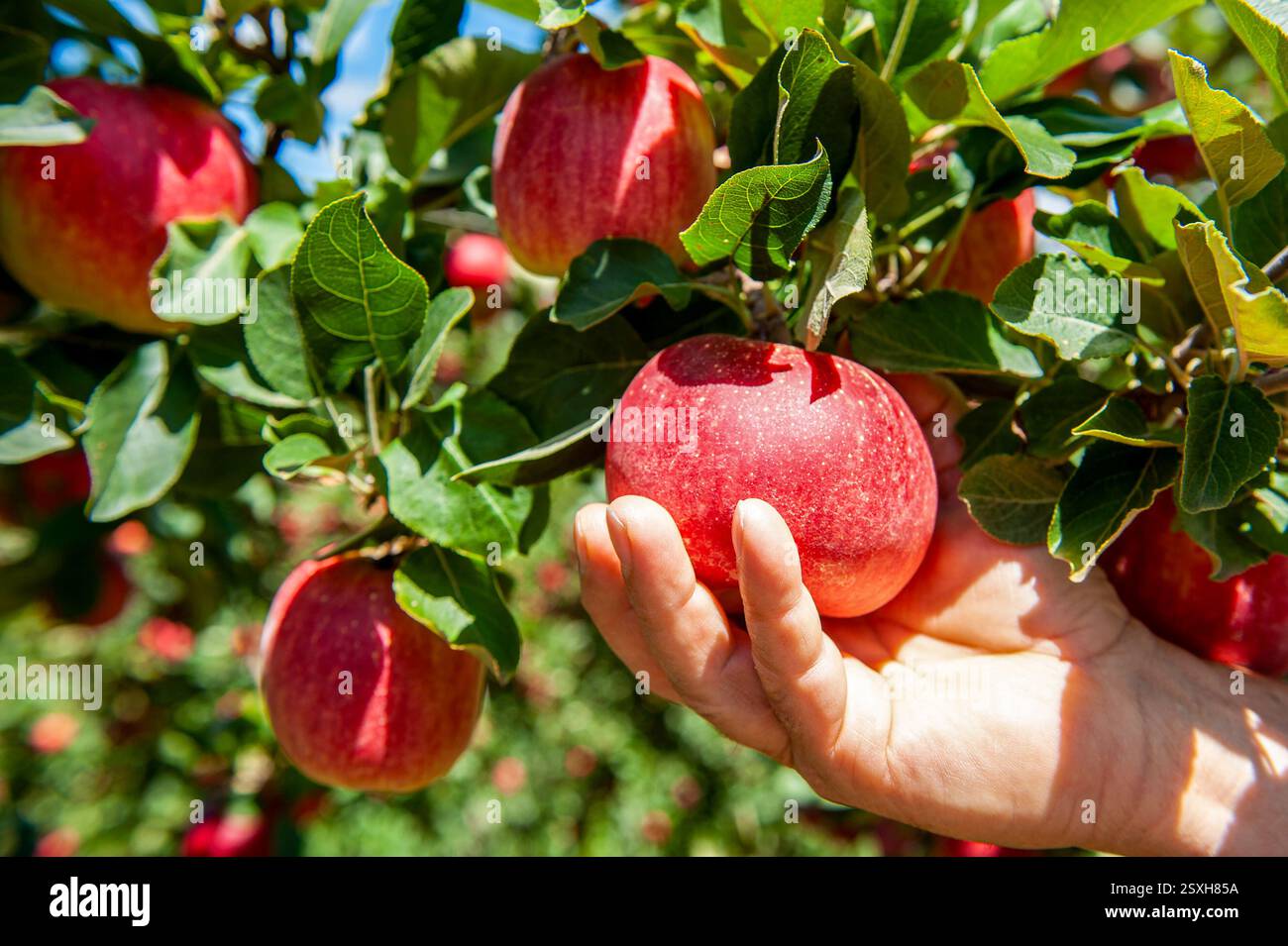 Primo piano della mano di un contadino che raccoglie una mela rossa matura da un albero in un frutteto in una giornata di sole Foto Stock
