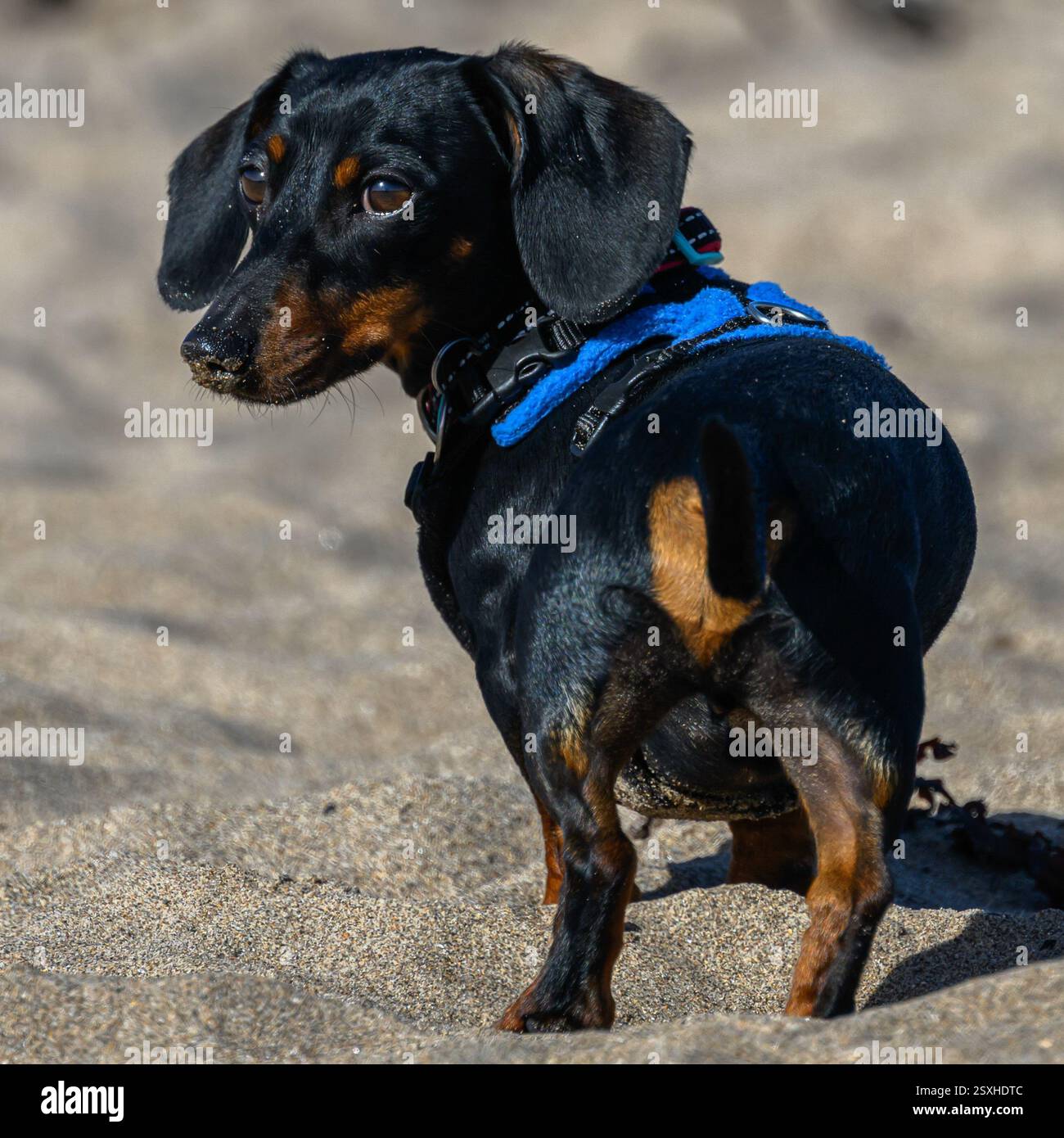 Bassotto nano, pelo corto, nero con macchie marroni e orecchie cadenti, su una spiaggia guarda dietro di sé. Foto Stock