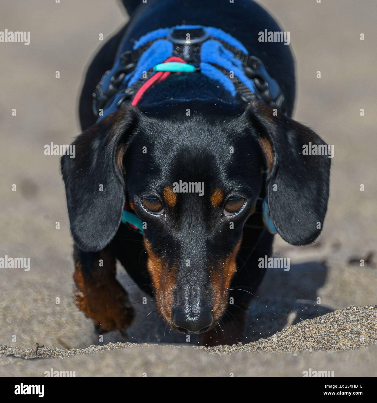 Bassotto nano, a pelo corto, nero con macchie marroni e orecchie cadenti, che annusa la sabbia su una spiaggia guardando direttamente la fotocamera. Foto Stock