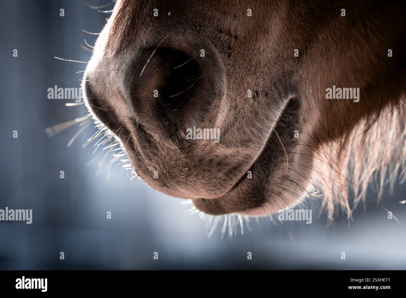 Primo piano di un cavallo che presenta le sue narici Foto Stock