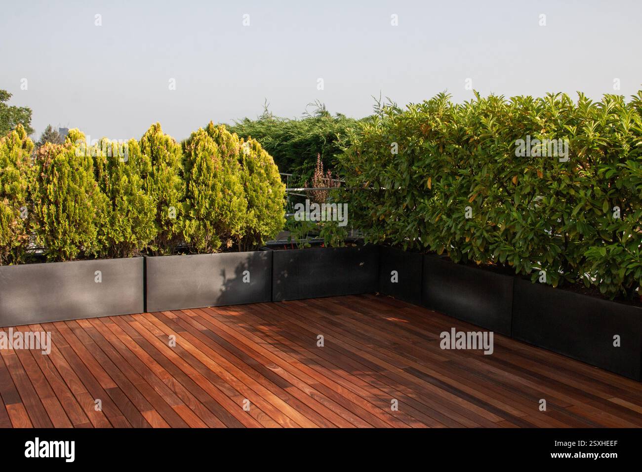 Terrazza esterna in legno circondata da siepi sempreverdi per la privacy in pentole. Il pavimento in legno e' delimitato da vibranti arbusti verdi, creando un ambiente privato Foto Stock
