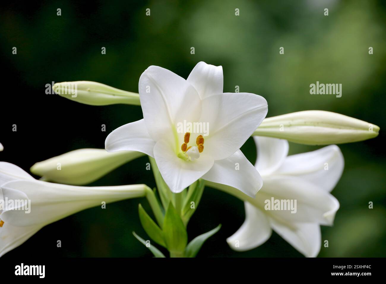Giglio bianco pasquale in fiore sul campo Foto Stock