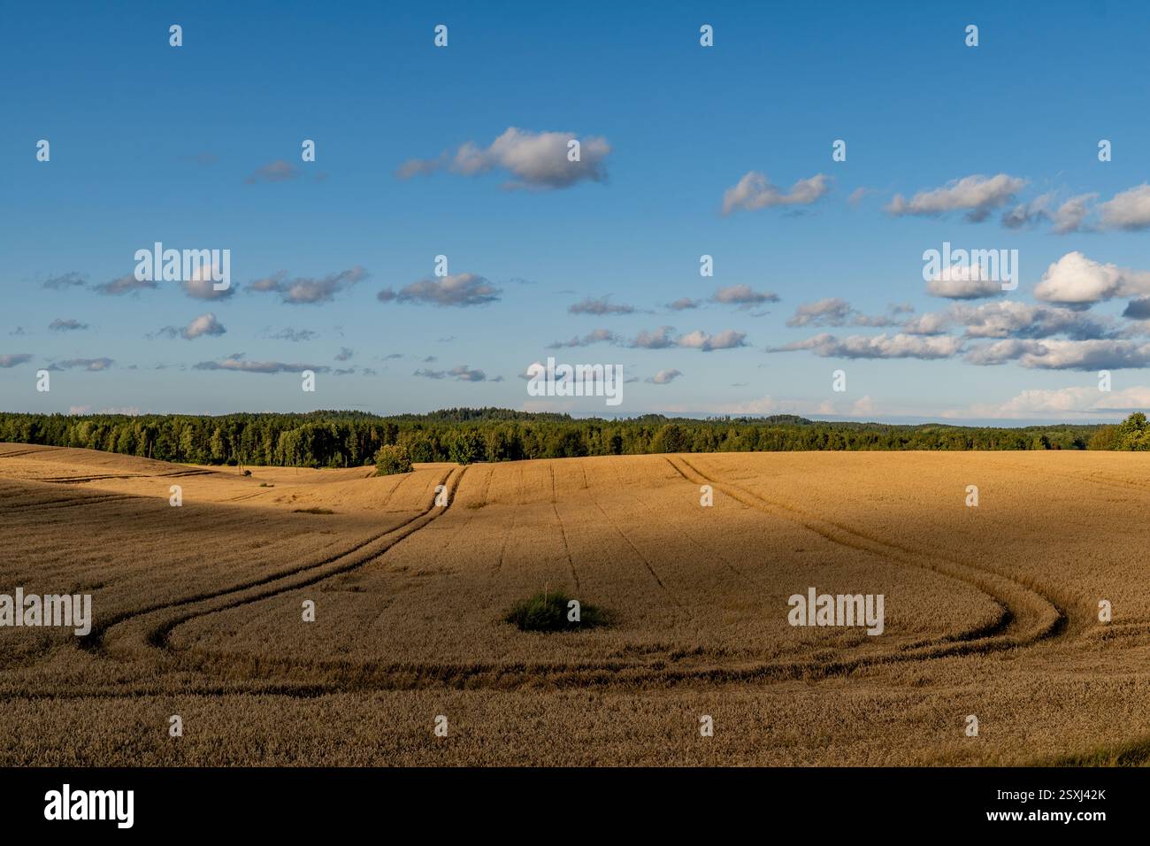 Un campo di cereali in parziale ombra prima del tramonto con tracce di macchinari e foreste sullo sfondo e nuvole distintive in estate. Foto Stock