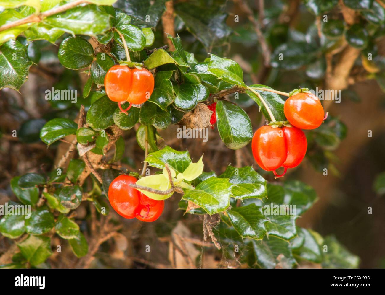 Pianta Holly in miniatura con frutta Foto Stock