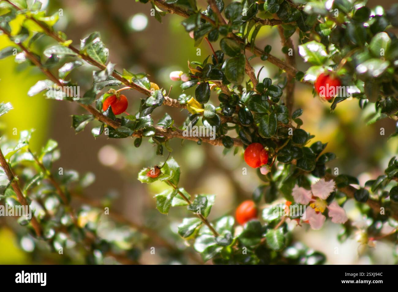 Pianta Holly in miniatura con frutta Foto Stock