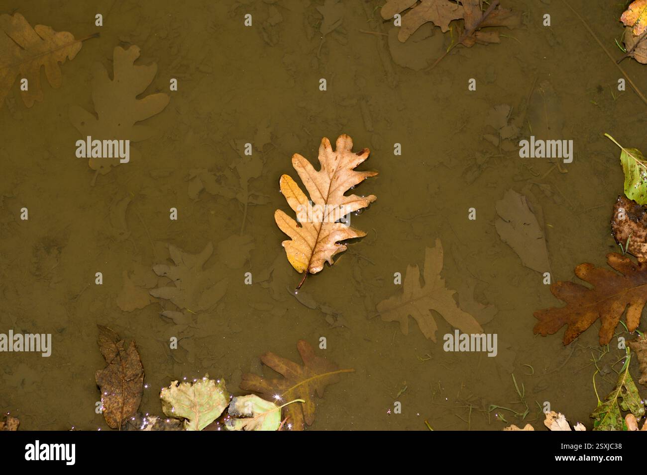 foglie di quercia cadute che galleggiano in pozzanghera d'acqua in autunno orizzontale Foto Stock