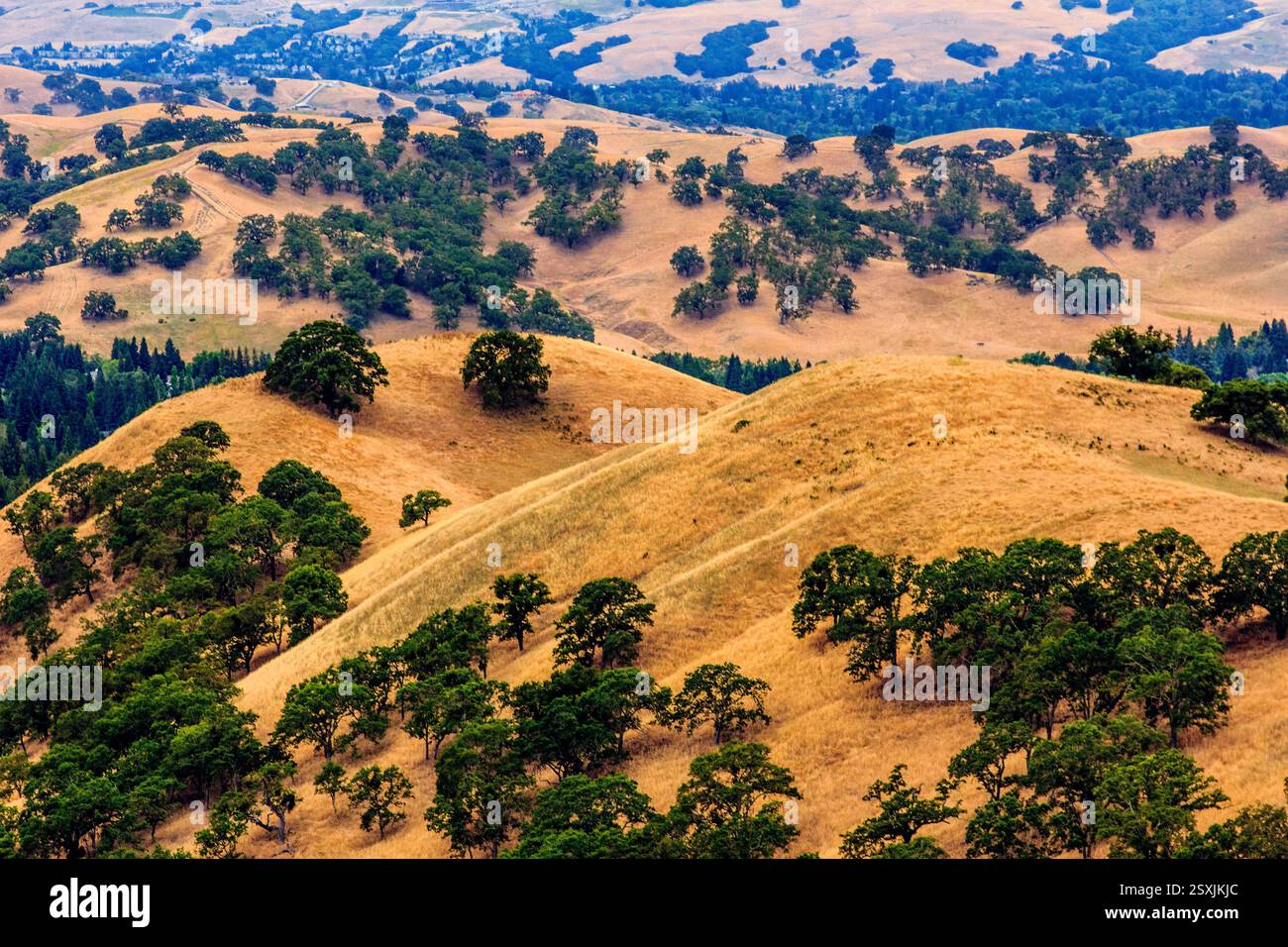 Collina con alberi e un'area erbosa. Gli alberi sono verdi e l'erba è marrone Foto Stock