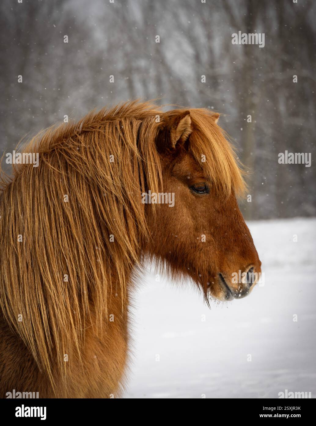 Cavallo islandese Red dun Foto Stock
