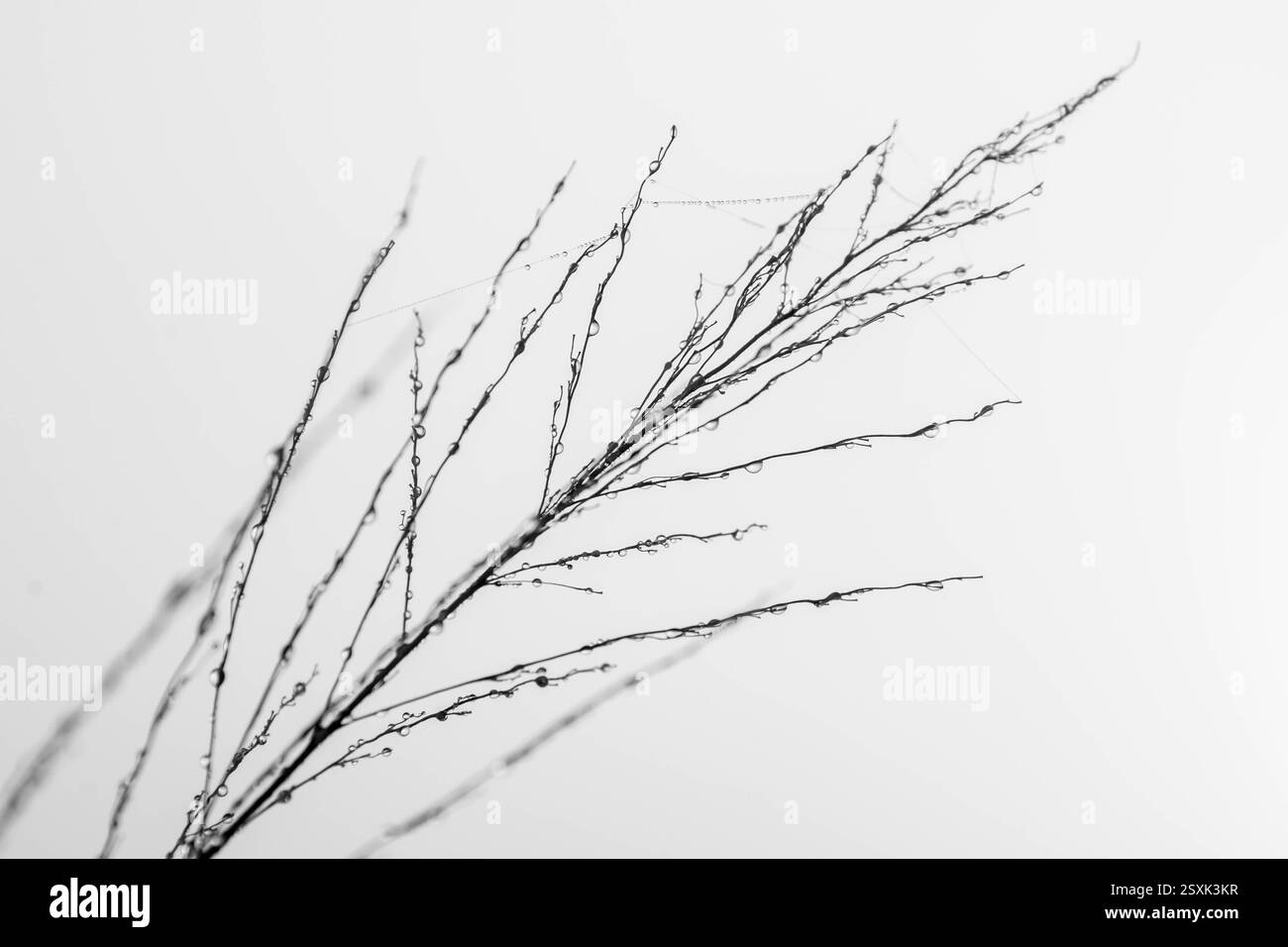 Gocce di rugiada sull'erba verde Foto Stock