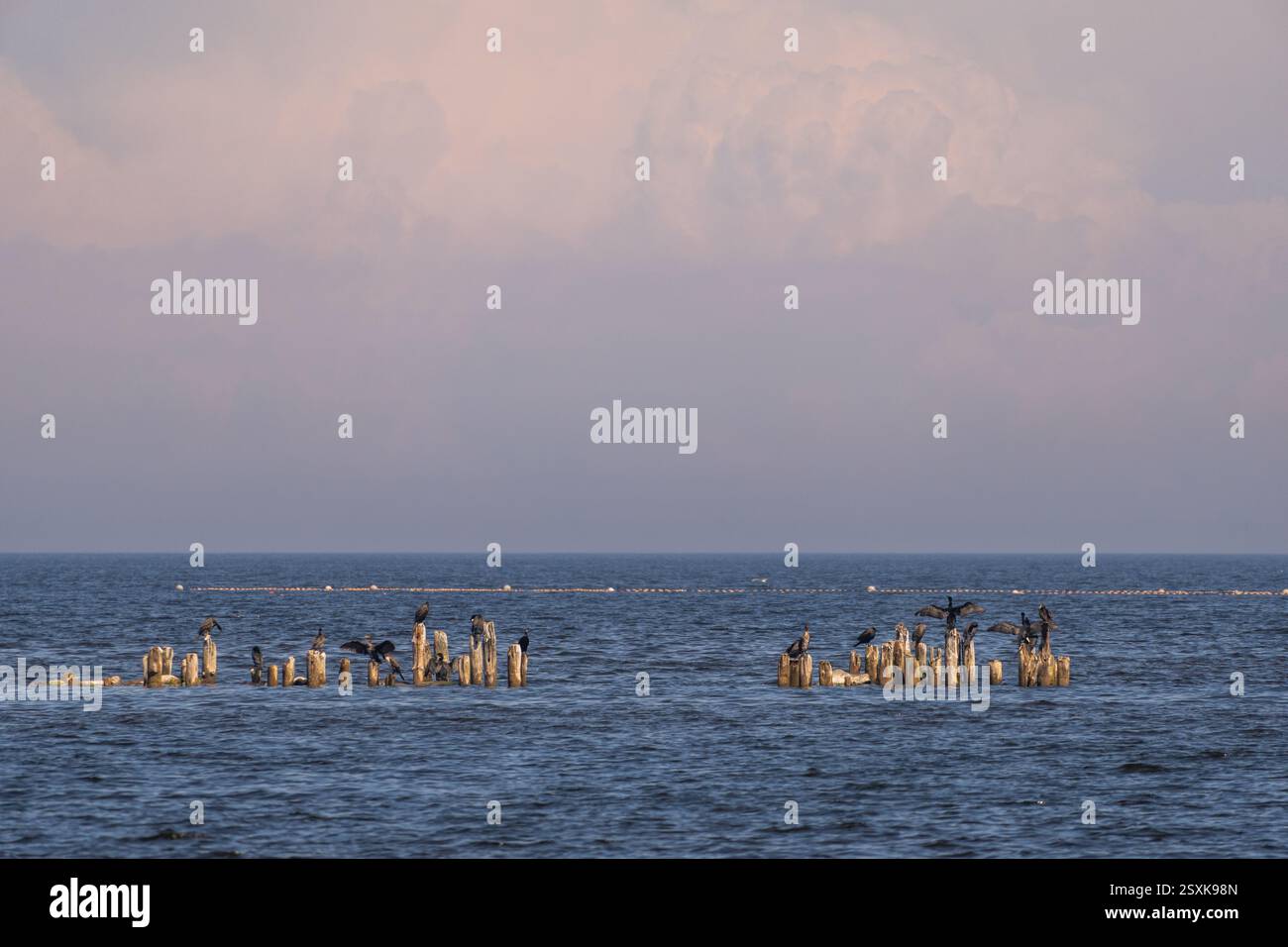 Una colonia di cormorani si insediano sui vecchi tronchi del molo nel Golfo di riga contro un cielo nebbioso Foto Stock