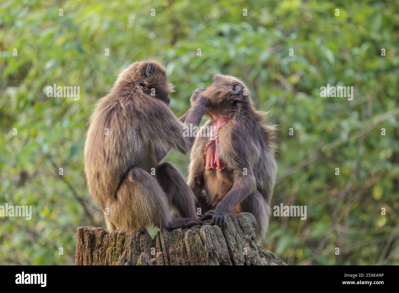 Due Gelada femminili (Theropithecus gelada), o scimmia dal cuore sanguinante, si siedono in una bella luce su un ceppo di albero marcio in una vegetazione verde e spendono ciascuno Foto Stock