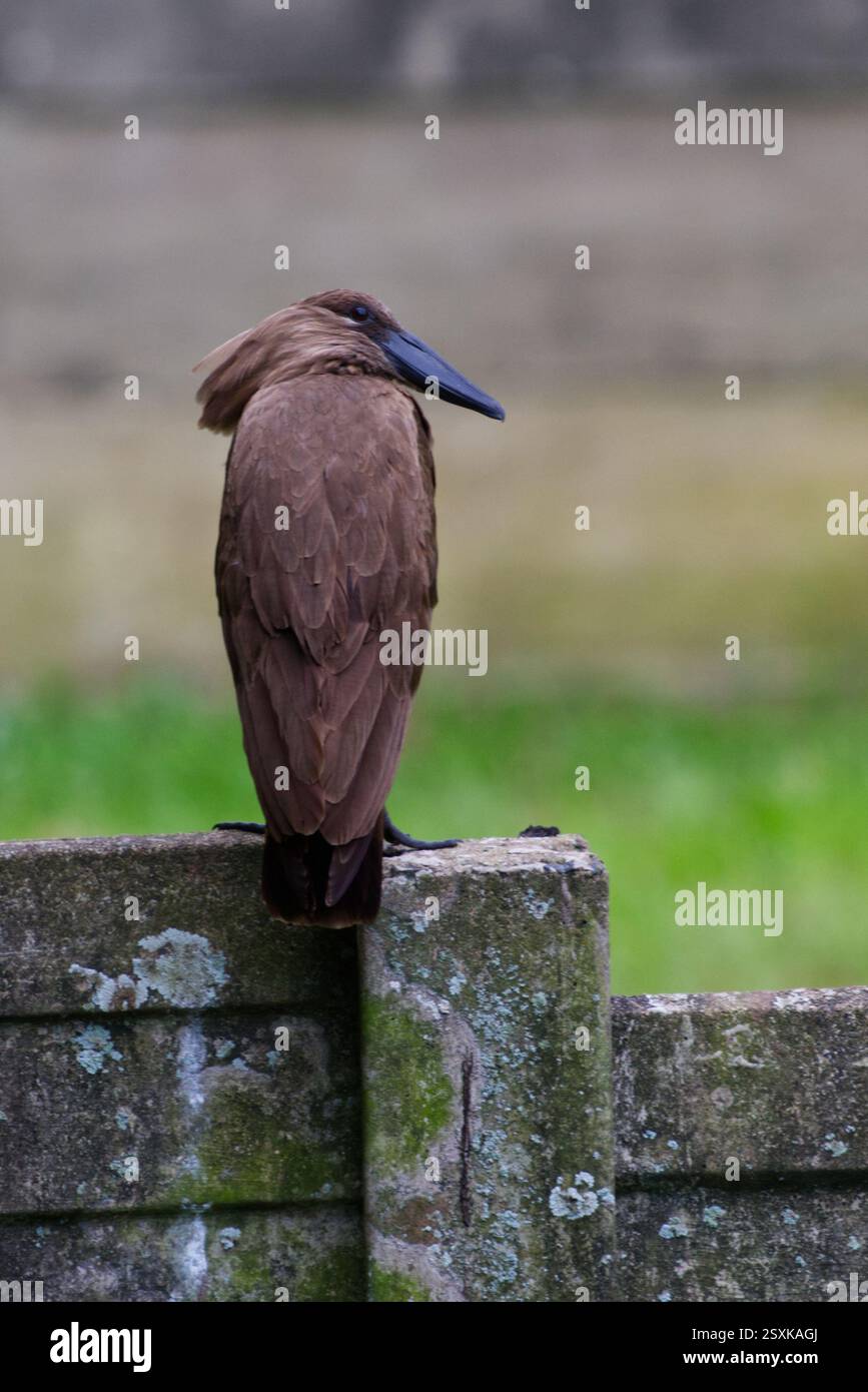 Hamerkop seduto su un muro. Piume marroni e bolletta nera Foto Stock