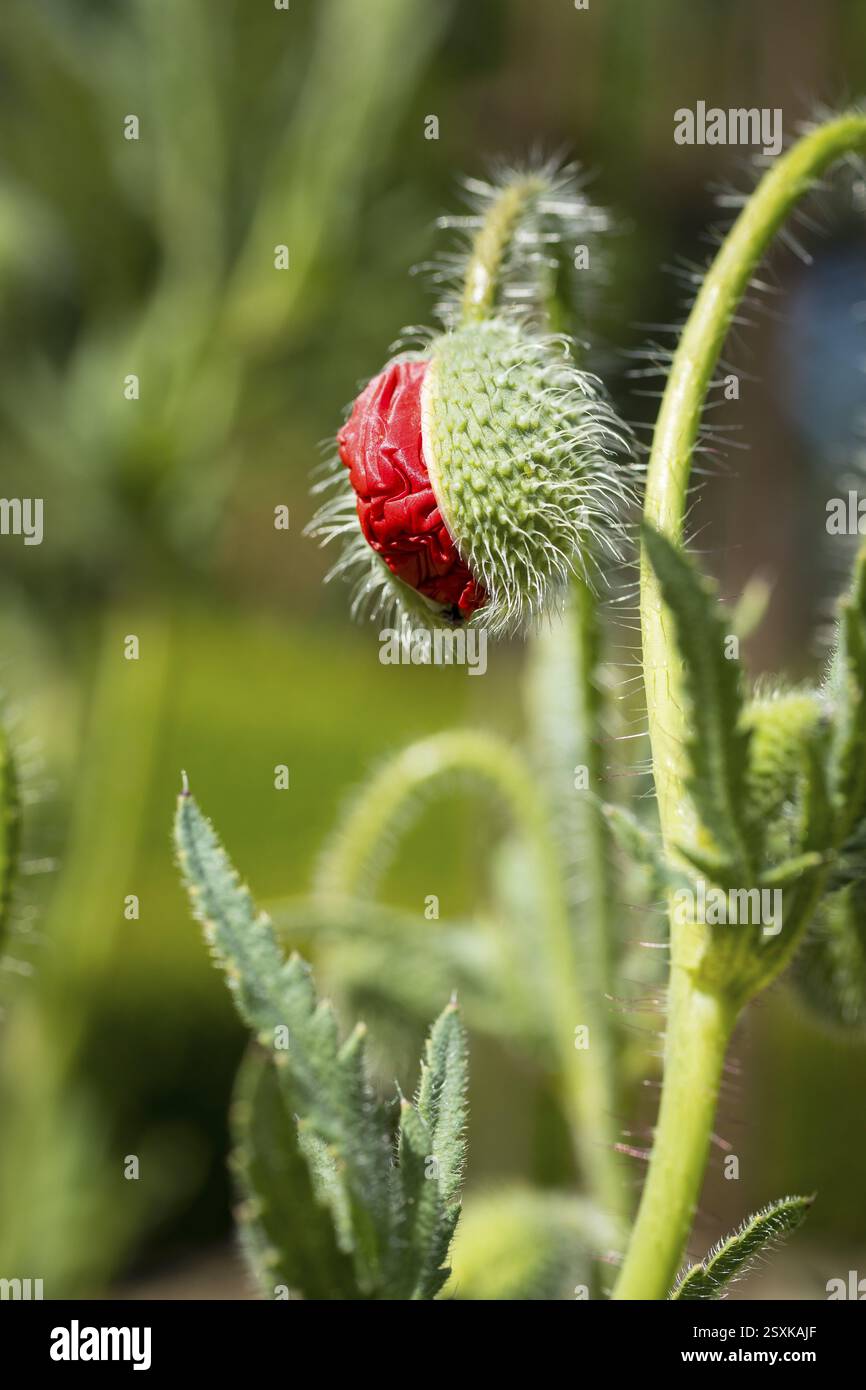 Bocciolo di un fiore di papavero (papaver) Foto Stock